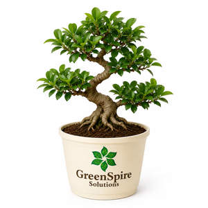 Ficus Bonsai