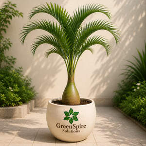 Bottle Palm