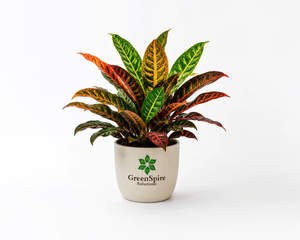 Croton