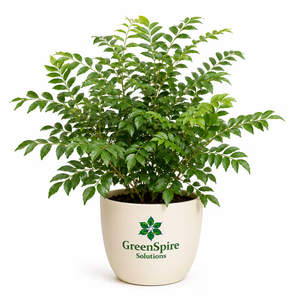 Curry Leaf