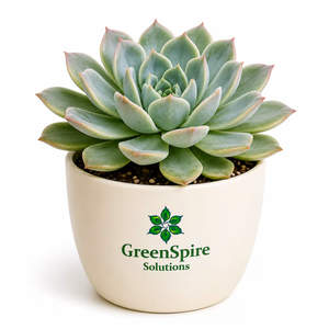 Echeveria