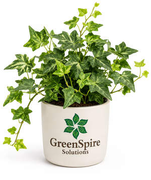 English Ivy