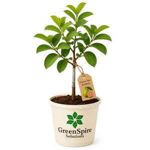 Guava Tree