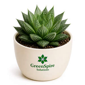 Haworthia