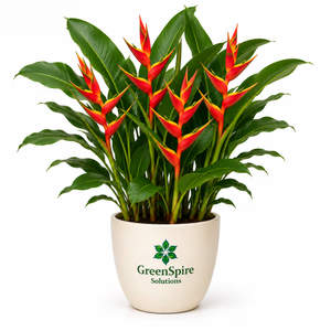 Heliconia