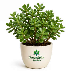 Jade Plant
