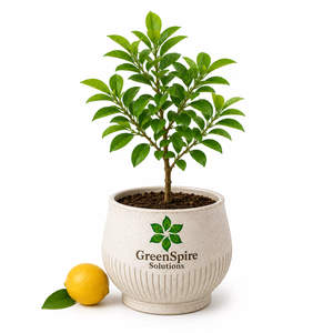 Lemon Tree
