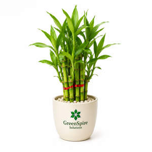 Bamboo