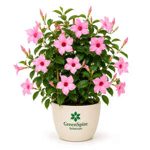 Lantana