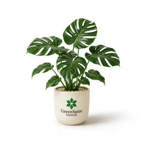 Monstera
