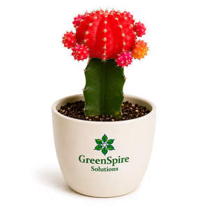 Cactus Mix