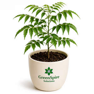 Neem Tree