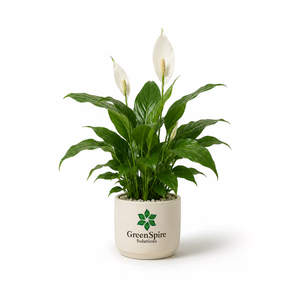 Peace Lily