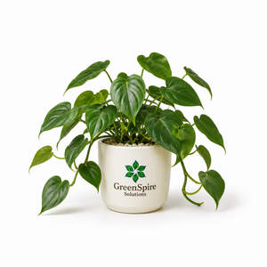 Philodendron