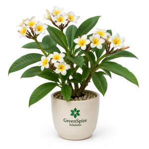 Plumeria