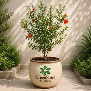Pomegranate Tree