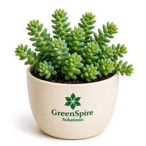 Sedum