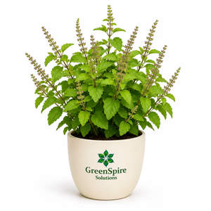 Tulsi