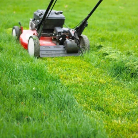 Lush lawn care and grass maintenance