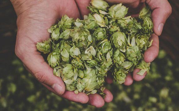 Fresh houblon à Miami Brewing Co.