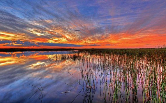 Pântano Everglades National Park