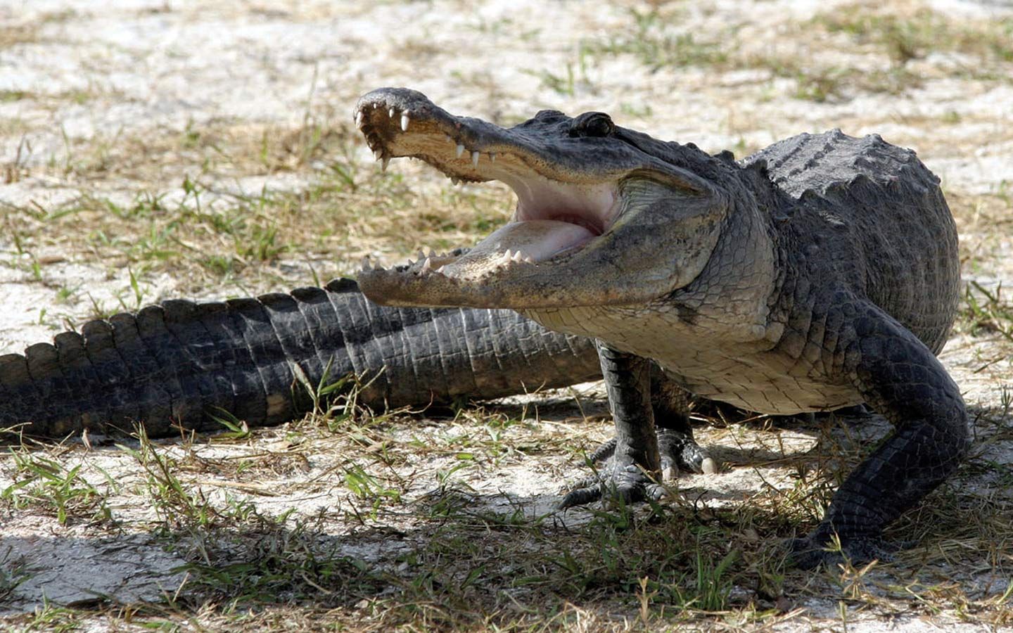 Wildlife Attractions