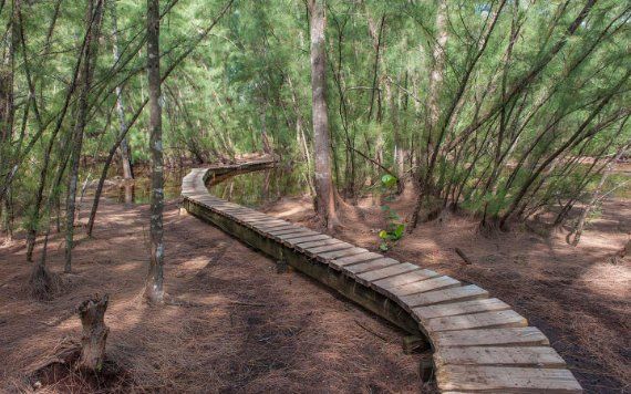 Wooden Walkway