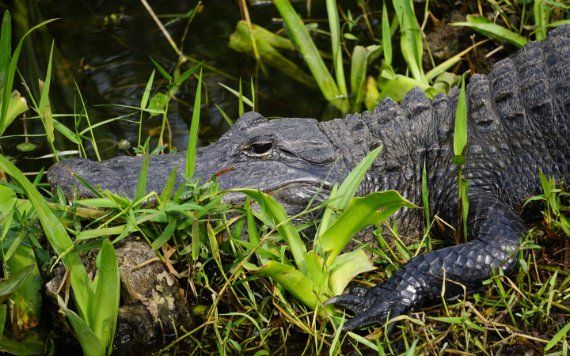 Alligator dans Everglades National Park