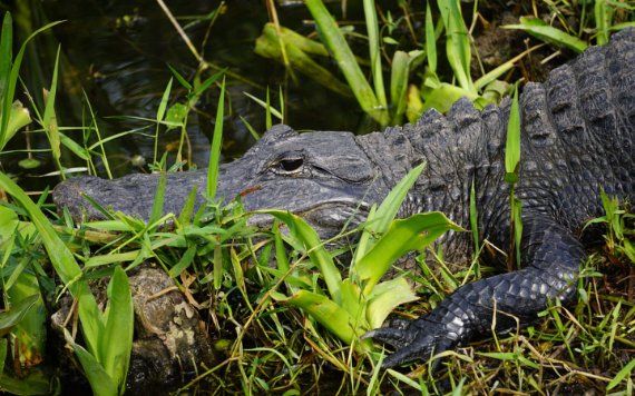 Alligator in Everglades National Park