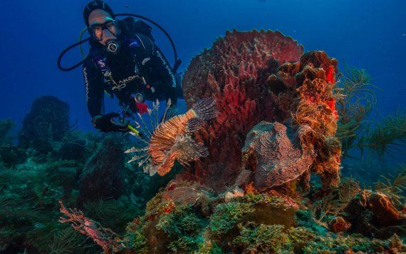 Colorful Reefs Colorful Reefs