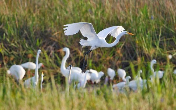 Grandes Aigrettes dans les Everglades Grandes Aigrettes dans les Everglades