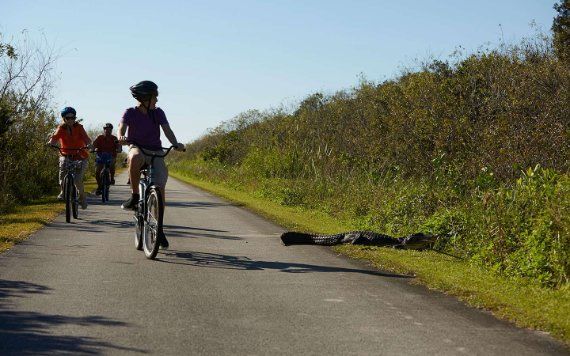 Everglades National Park Andar de bicicleta