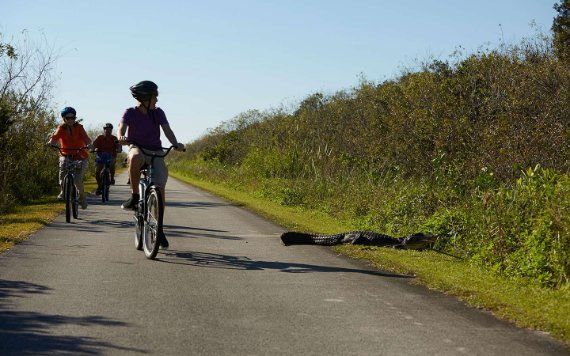 Everglades National ParkMontar bicicleta