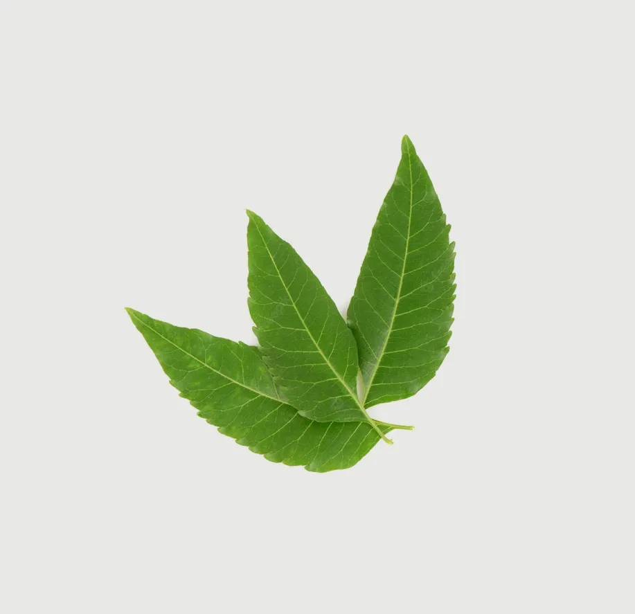 Neem