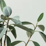 Ficus plant with green leaves.