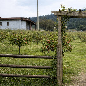 Dobrovoľnícky projekt Pomoc pri výsadbe jabloní