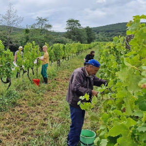 Zažite oberačku vo Vajnorských vinohradoch