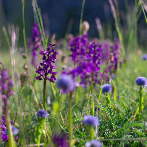 Obnovme spolu vzácnu orchideovú lokalitu pri Bratislave