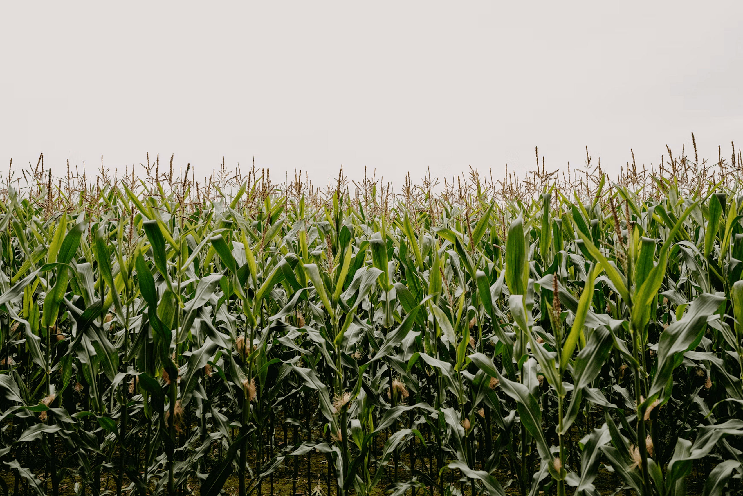 Cornfield under an open sky