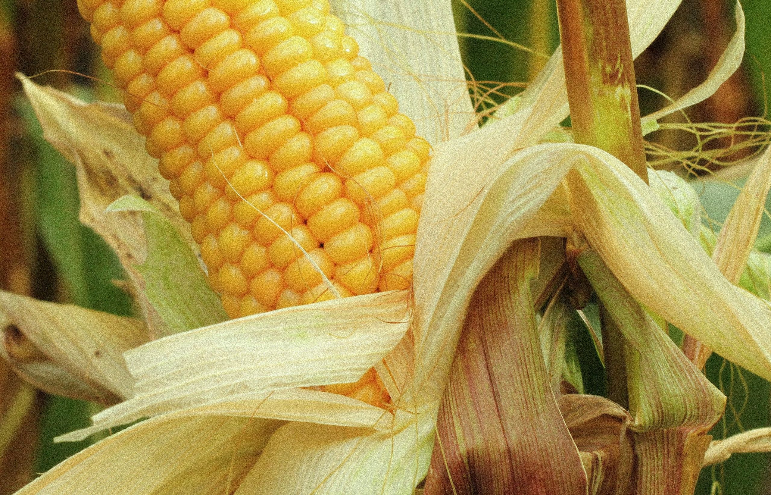 Corn cob on the stalk, husk peeled open