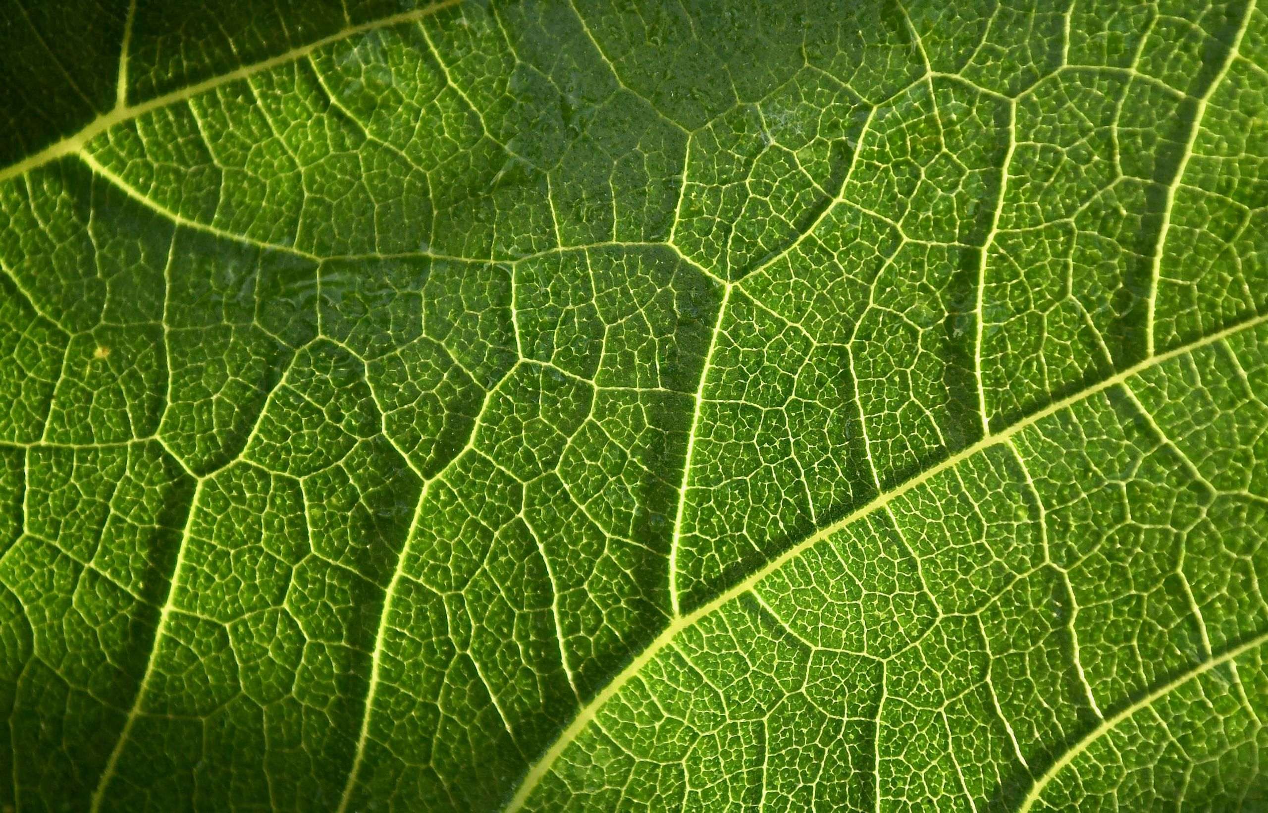 Macro close-up of a green leaf