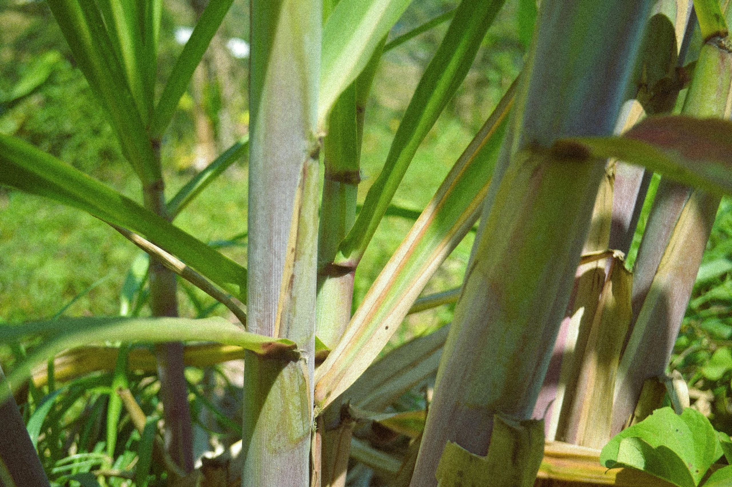 Sugarcane stalks growing in the field