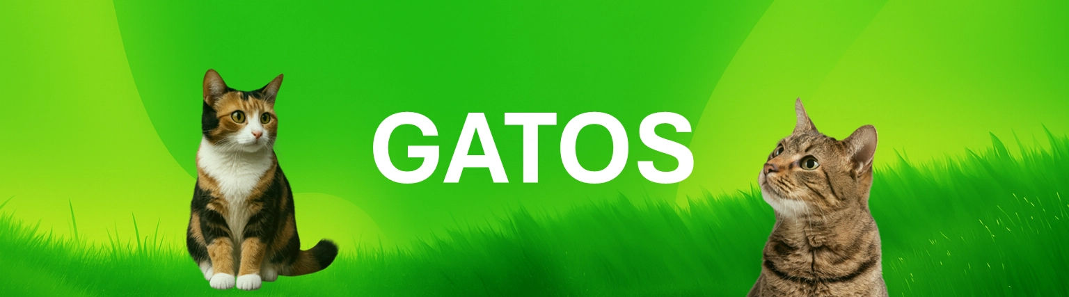 Gato Banner Solvet