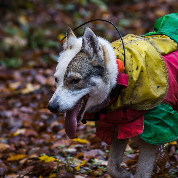 GPS-Ortung  für Jagdhunde