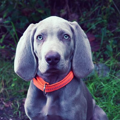 dermitdemWeimaranerjagt