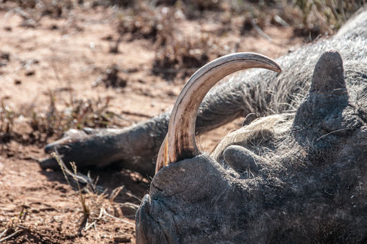 SÜDAFRIKA – Saujägers Paradies