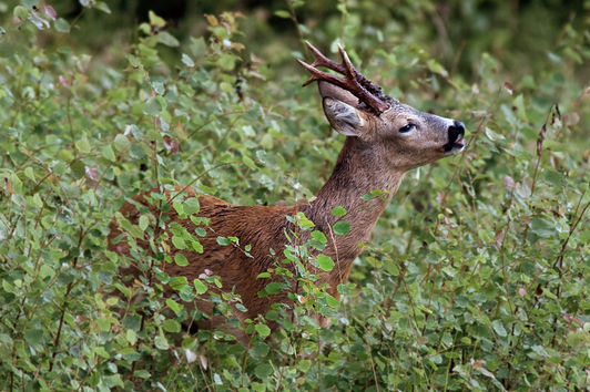 BOGENJAGD – Rehwild, die Weißwedel Europas?