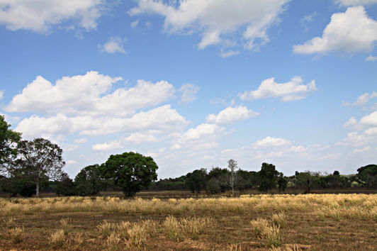 AUSTRALIEN – Büffel & Sauen in Down Under