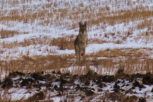 Coyote Hunt 2015 (ND)