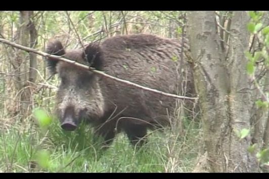 Kapitale Bache mit Frischlingen & Rudel Kahlwild | Mark Brandenburg im April 2016